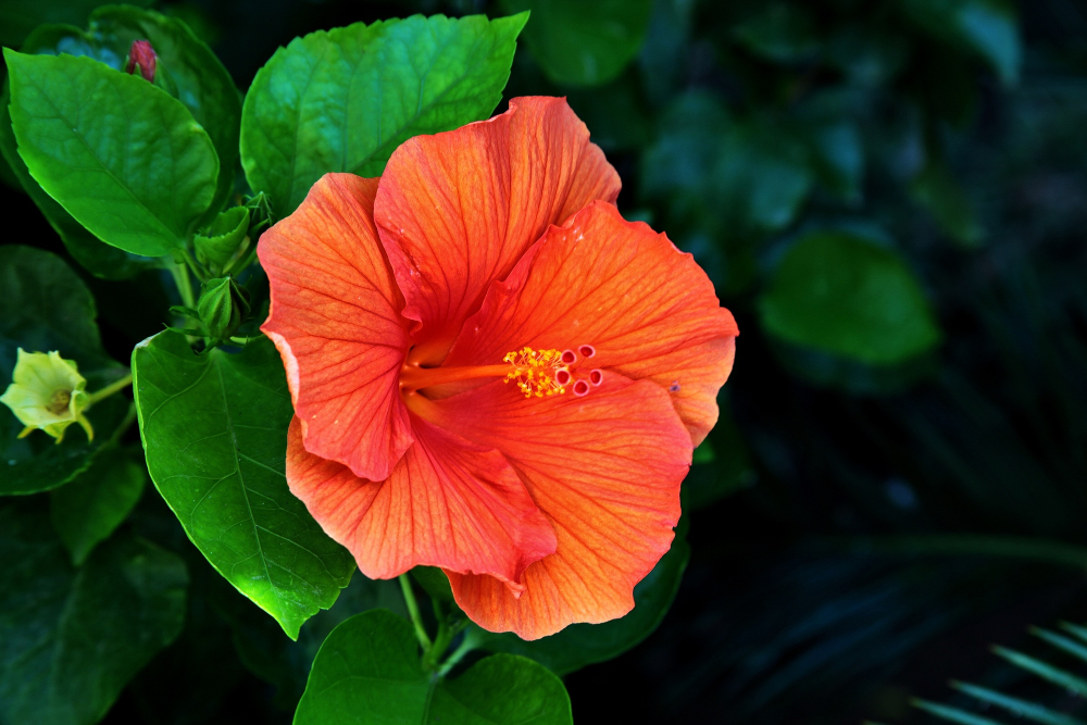 Hibiscus Plant