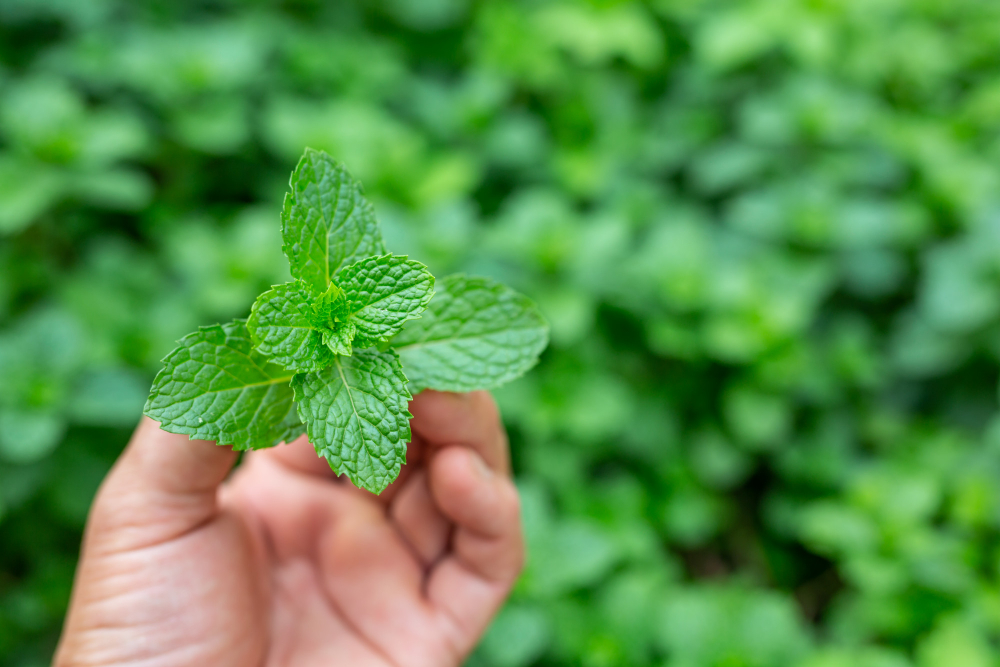 Mint Leaves